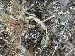 Usnea articulata