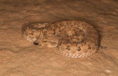 Cerastes cerastes