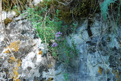 Thymus serpyllum