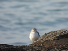 Charadrius dealbatus
