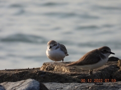 Charadrius dealbatus