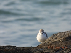 Charadrius dealbatus