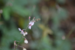Desmodium incanum