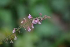 Desmodium incanum