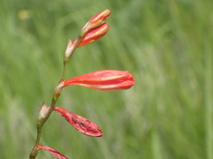 Tritonia disticha