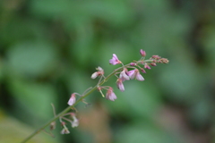 Desmodium incanum
