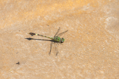 Paragomphus genei