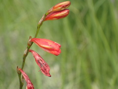 Tritonia disticha