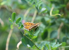 Melitaea celadussa