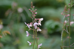 Desmodium incanum