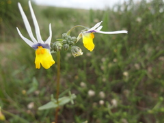 Nemesia cheiranthus