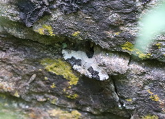 Epirrhoe galiata