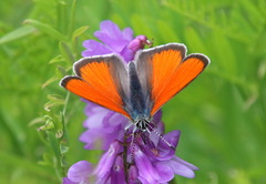 Lycaena hippothoe
