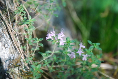 Thymus serpyllum