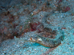 Halicampus macrorhynchus