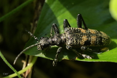 Rhagium mordax