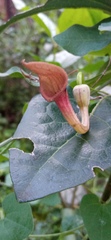 Aristolochia baetica