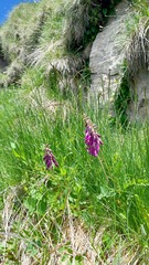 Hedysarum hedysaroides