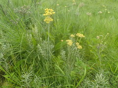 Helichrysum pallidum