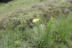 Helichrysum pallidum
