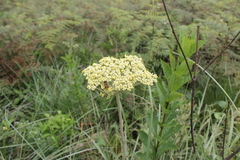 Helichrysum pallidum