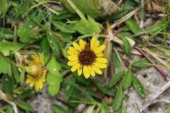 Thymophylla tenuiloba