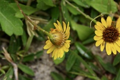 Thymophylla tenuiloba