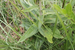 Helichrysum pallidum
