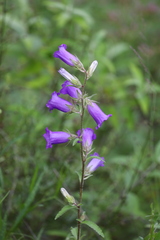Campanula medium