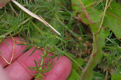 Thymophylla tenuiloba