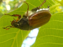 Melolontha melolontha