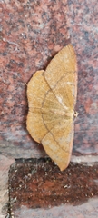 Eumelea rosalia