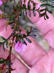 Boronia microphylla