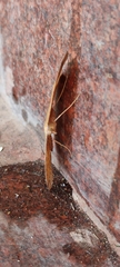 Eumelea rosalia