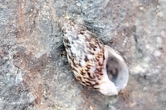 Tritia conspersa
