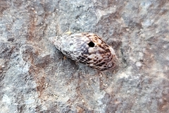 Tritia conspersa