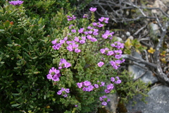 Euphrasia collina tetragona