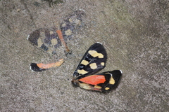 Heraclia africana