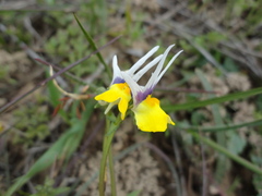 Nemesia cheiranthus