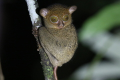 Cephalopachus bancanus