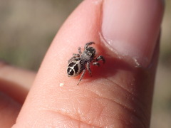 Pellenes tripunctatus