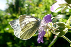 Pieris bryoniae