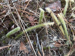 Lycopodiella