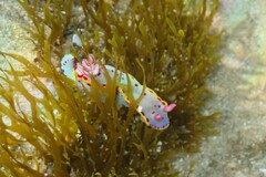 Hypselodoris bennetti