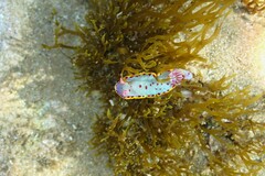Hypselodoris bennetti