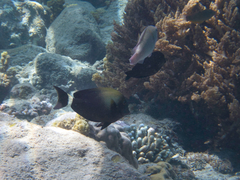 Acanthurus auranticavus