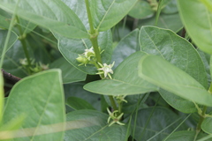 Vangueria venosa