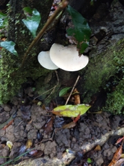 Fungi