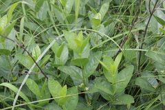 Vangueria venosa
