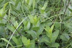 Vangueria venosa